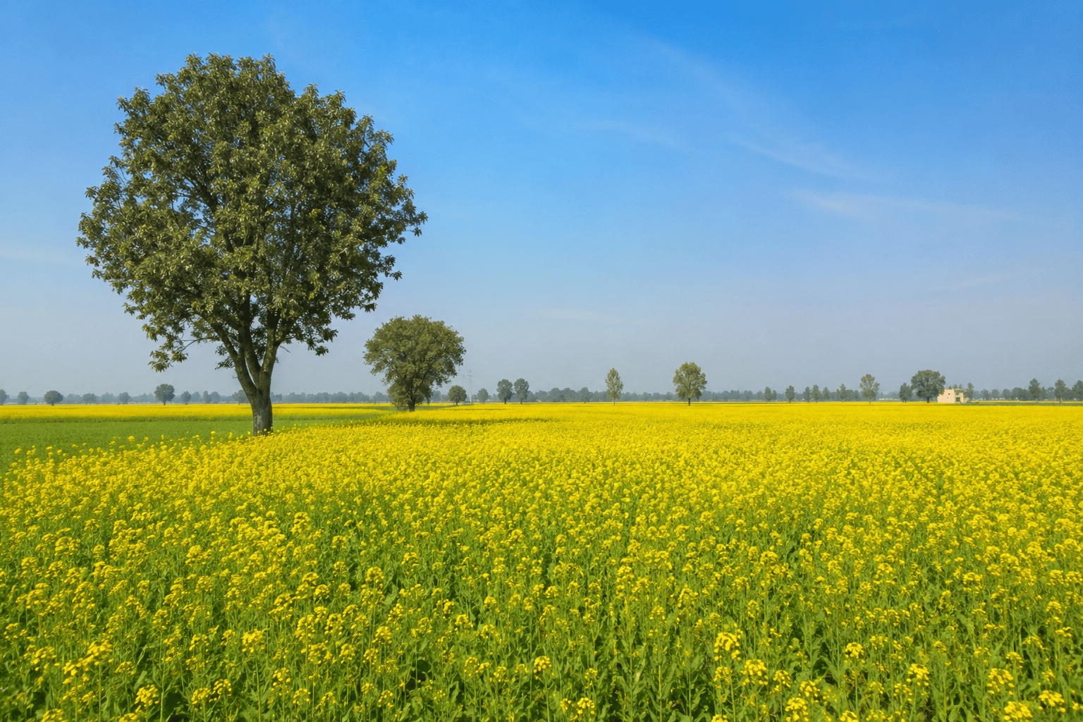 Punjab